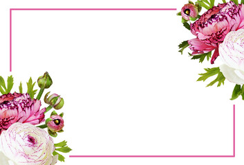 Wall Mural - ranunculus flowers, leaves and buds in corner floral arrangements with pink frame isolated on white 