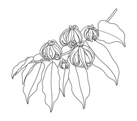 Wall Mural - flowering ylang-ylang branch outline drawing