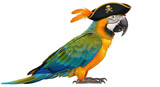 Isolated Pirate Parrot