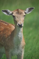 Wall Mural - close-up of a deer in a green field