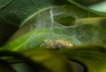 Close-up of a spider hiding in its web under a leaf,  Macro photograph showing a spider sheltered beneath a leaf with intricate web patterns. 