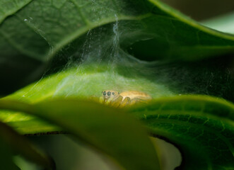 Close-up of a spider hiding in its web under a leaf,  Macro photograph showing a spider sheltered beneath a leaf with intricate web patterns. 