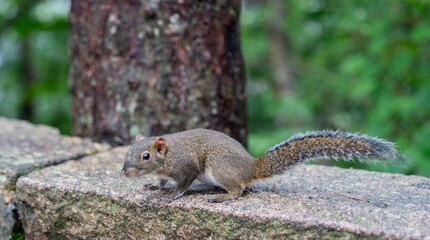 Wall Mural - squirrel on stone ledge in forest