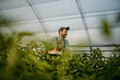© La Famiglia - Happy farmer harvesting bell peppers in greenhouse: organic farming and local produce