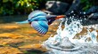 © SOJIB KHAN - Vibrant kingfisher takes flight from water splash with detailed feather patterns silhouette