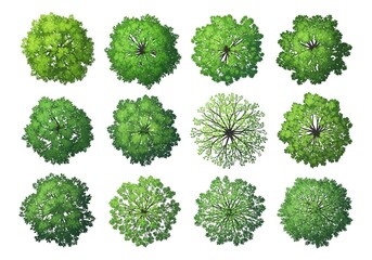 Collection of twelve diverse green trees viewed from directly above presented on a white background