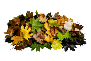 Wall Mural - Vibrant pile of autumn maple and oak leaves, fall colors, cut out transparent