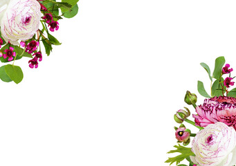 Wall Mural - ranunculus, waxflowers abd eucalyptus leaves in a floral corner arrangements isolated on white or tr