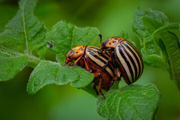 Wall Mural - colorado potato beetle (leptinotarsa decemlineata).close-up colorado potato beetle and larvae on the