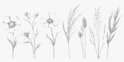 Naklejka na meble Series of black and white drawings of flowers. Classic stipple drawing, noisy halftone texture, rough photocopy grain and high threshold effect, nostalgic.