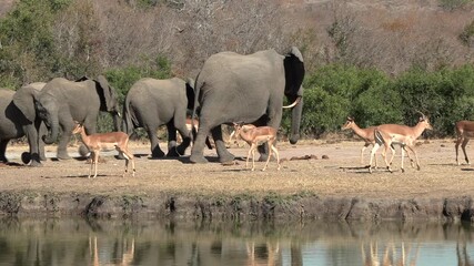 Wall Mural - Elephants and impala antelope passes waterhole as they harmoniously co exist in the wild.