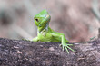 © RooM The Agency - Close-up portrait of an inquisitive green iguana on a tree trunk, Indonesia
