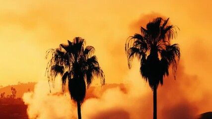 Wall Mural - Two palm trees standing tall at sunset, with vibrant colors in the background