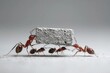 © Oleg - Ants collaborate to lift a concrete block in a remarkable display of teamwork outdoors