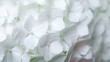 © pibi37.studio - White Hydrangea Flowers Close-Up With Soft Focus. Elegant Floral Arrangement For Weddings And Decor