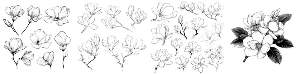 A collection of floral elements featuring linear sketches of magnolia flowers in a hand-drawn style with black and white line illustrations on a white background, presented in a modern illustration