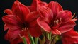 © aulia - Close-up of vibrant red amaryllis flowers (1)