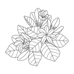 Wall Mural - flowering branch tiare outline drawing