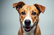© starush - A friendly dog with expressive eyes and a happy expression looking directly at the camera