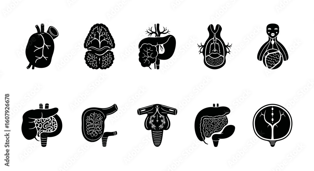 Black and white vector illustrations depicting various human internal ...