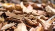 © Zevania - Dead Leaf Mantis perfectly camouflaged