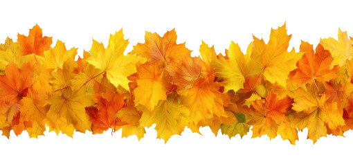 Wall Mural - Beautiful golden and orange autumn maple leaves arranged in horizontal border isolated on transparent background