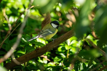 Wall Mural - great tit on a branch in lush foliage.