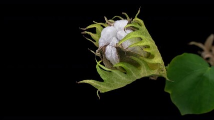 Wall Mural - The ripe cotton boll opening and revealing fluffy cotton flower. Opened cotton is ready for harvesting. Growing and harvesting cotton.