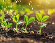 © Somad - Young seedlings sprout under gentle rain, symbolizing new beginnings and growth