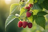 Close up of ripe raspberries hanging from a branch with green leaves in the soft sunlight outdoors