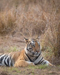 Wall Mural - Indian wild royal bengal male tiger or panthera tigris fine art portrait or closeup sitting in open during evening jungle safari drive at bandhavgarh national park tiger reserve madhya pradesh india