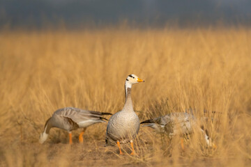Wall Mural - bar headed goose or anser indicus closeup in grassland or an open field during winter season migration at forest of central india asia