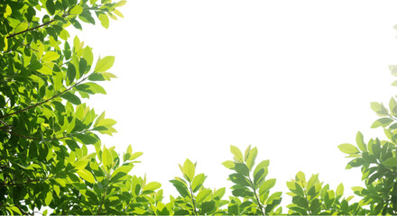green leaves frame