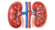 © ALFAHRU - Anatomical illustration comparing a healthy human kidney with one affected by kidney stones, detailing internal structures and vascular connections.