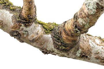 Branch Covered in Moss with Organic Texture and Isolated Black Background