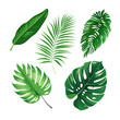 © Aoun - Tropical leaf set. Vector collection of realistic jungle foliage. Green palm, monstera deliciosa, and banana leaves. Exotic botanical illustration isolated on white background. See Less