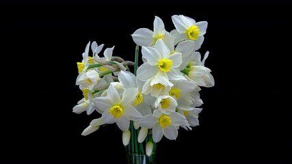 Wall Mural - Beautiful bouquet of white yellow daffodils opening on a black background in time lapse