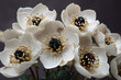 © abdullah - A captivating arrangement of handcrafted white art flowers, showcasing intricate gold and black centers.