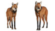 © Zia - A full body shot of a maned wolf with long legs, reddish fur, and black mane, isolated on a white background.