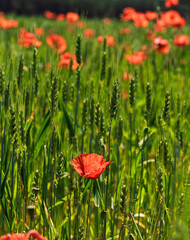 Wall Mural - a vibrant poppy field amidst lush greenery showcases the countrysides natural beauty