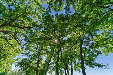 Wall Mural - a lush canopy composed of vibrant green leaves set against a bright and clear blue sky
