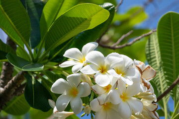 Wall Mural - White Frangipani flower Plumeria alba with green leaves