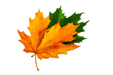 Wall Mural - Colorful maple leaves showcasing autumn hues and textures