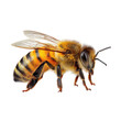 © Tanu - Honey bee resting on a surface showcasing intricate wing details and vibrant colors during daylight hours