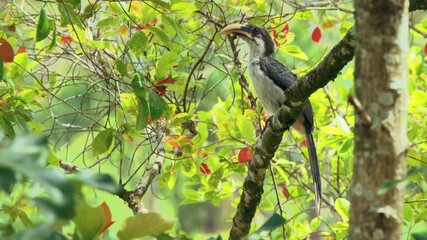 Wall Mural - hornbill perches on a tree branch in a lush tropical forest, surrounded by green and red leaves
