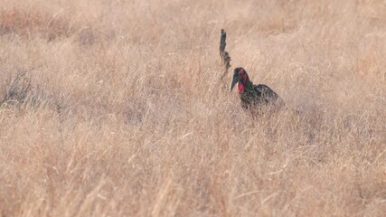 Wall Mural - a tracking shot of an endangered southern ground hornbill approaching at kruger national park of south africa