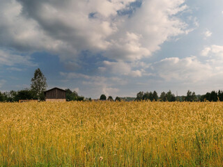 Wall Mural - A field of golden wheat with a small house in the background. The sky is cloudy and the sun is not visible. Typical rural country landscape scene in Latvia.