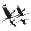 © New Power 2  - Flock of flying cranes in a black and white vector illustration, stylized silhouette graphic.
