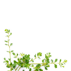 oregano leaves isolated on a white background.