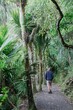 © Zenstratus - A man walks along a path through lush tropical forest in the the Waitakeres, Titirangi, Auckland, New Zealand. The path is lined with palm trees and ferns, creating a peaceful and serene atmosphere.